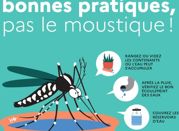 Moustique tigre : agissons dès maintenant pour passer un été plus tranquille